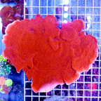 Montipora Coral Australia (click for more detail)