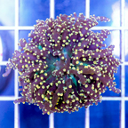 USA Cultured Frogspawn Coral (click for more detail)