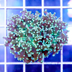 USA Cultured Frogspawn Coral (click for more detail)