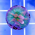 USA Cultured Bounce Chalice Coral (click for more detail)