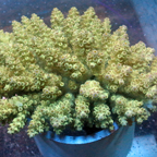Acropora Coral Fiji (click for more detail)