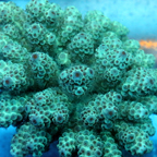 Acropora Coral Fiji (click for more detail)