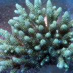Acropora Coral Fiji (click for more detail)