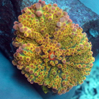 Ricordea Mushroom Coral (click for more detail)