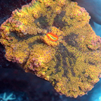 Ricordea Mushroom Coral (click for more detail)