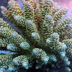 Acropora Coral Fiji (click for more detail)