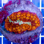 Bounce Mushroom Indonesia (click for more detail)