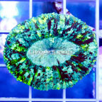 Open Brain Coral Indonesia (click for more detail)