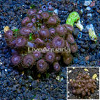 Zoanthus Coral Vietnam (click for more detail)