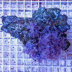 Xenia Coral Indonesia (click for more detail)