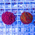 LiveAquaria® Two Pack Cultured Cyphastrea Frag (click for more detail)