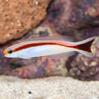 Red Stripe Tilefish (click for more detail)