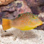 Blue Spotted Toby Puffer (click for more detail)