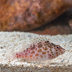 Spotted Hawkfish (click for more detail)