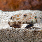 Two Spot Goby (click for more detail)