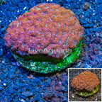 Acan Lord Coral Indonesia (click for more detail)