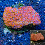 Acan Lord Coral Indonesia (click for more detail)