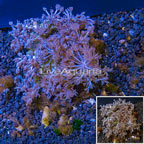 Xenia Coral Indonesia (click for more detail)