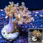 Kenya Tree Coral Indonesia (click for more detail)