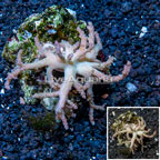 Sinularia Leather Coral Indonesia (click for more detail)