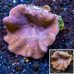 Toadstool Mushroom Leather Coral Tonga  (click for more detail)