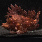 Weedy Scorpionfish, Purple (click for more detail)