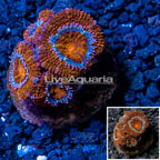 USA Cultured Acan Lord Coral  (click for more detail)