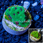 LiveAquaria® Cultured Favia Brain Coral (click for more detail)