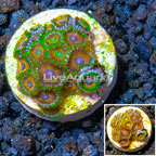 LiveAquaria® Cultured Zoanthus Coral (click for more detail)