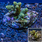 Acropora Coral Indonesia  (click for more detail)