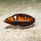 Formosa Wrasse (click for more detail)