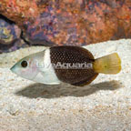 Banner Wrasse  (click for more detail)