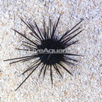 Black Longspine Urchin  (click for more detail)