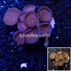 LiveAquaria® Cultured Protopalythoa Coral (click for more detail)