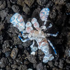 Harlequin Shrimp, Male (click for more detail)