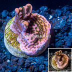 LiveAquaria® Cultured Montipora Coral (click for more detail)