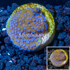 LiveAquaria® Cultured Montipora Coral (click for more detail)