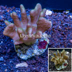 Devil's Hand Leather Coral Indonesia (click for more detail)