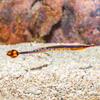 Blue Stripe Pipefish [Expert Only] (click for more detail)