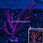 USA Cultured Pink Gorgonian (click for more detail)