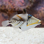 Humu Picasso Triggerfish  (click for more detail)