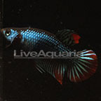 Steel Blue Imbellis Betta (click for more detail)