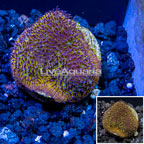 LiveAquaria® Cultured Pavona Coral (click for more detail)