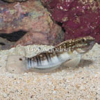 Sleeper Banded Goby  (click for more detail)