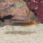 Bicolor Blenny (click for more detail)