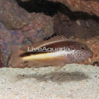 Freckled Hawkfish  (click for more detail)