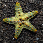 Green Knobby Sea Star (click for more detail)