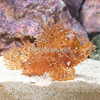 Weedy Scorpionfish, Red/Orange (click for more detail)