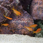 Lyretail Anthias, Female, Group of 6 (click for more detail)