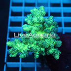 Pineapple Tree Coral Solomon (click for more detail)